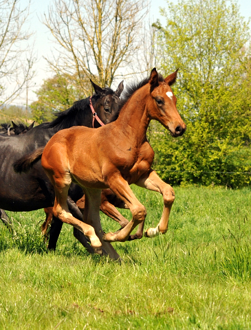 Gestt Hmelschenburg am 6. Mai 2016