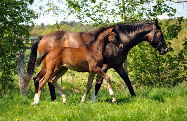 Gestt Hmelschenburg am 6. Mai 2016