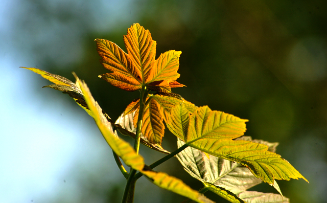 Gestt Hmelschenburg am 6. Mai 2016