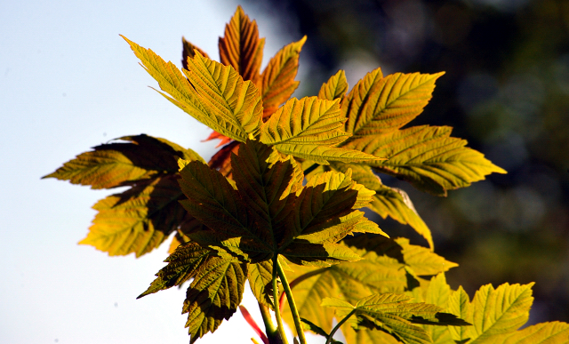 Gestt Hmelschenburg am 6. Mai 2016