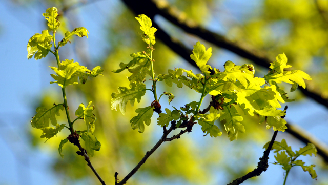 Gestt Hmelschenburg am 6. Mai 2016
