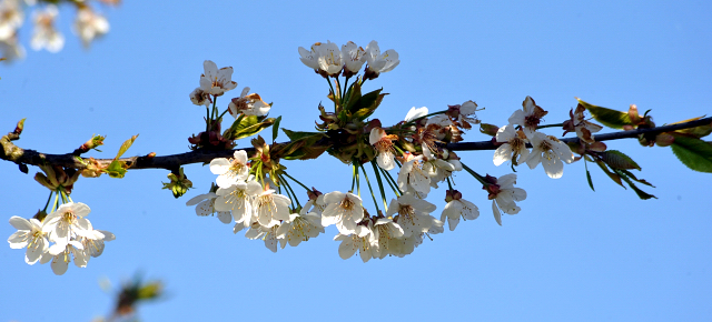 Gestt Hmelschenburg am 6. Mai 2016
