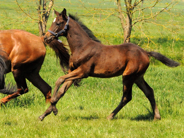 Gestt Hmelschenburg am 6. Mai 2016