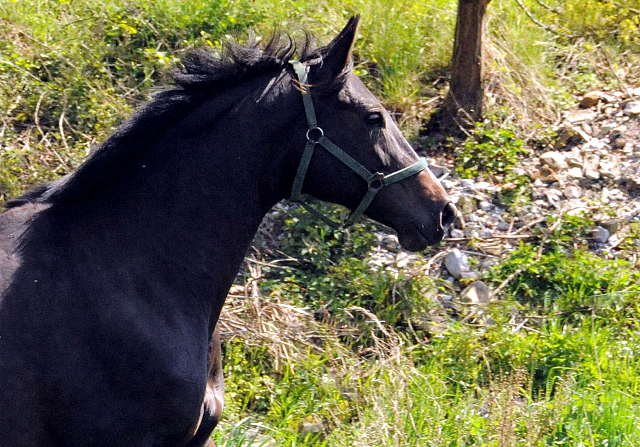 Gestt Hmelschenburg am 6. Mai 2016