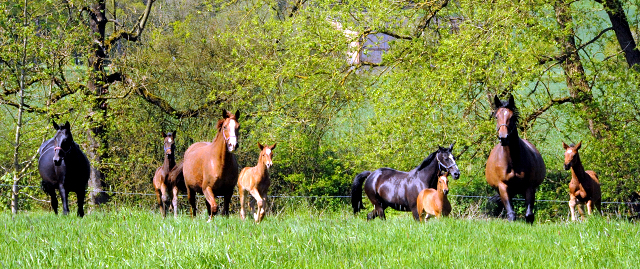 Gestt Hmelschenburg am 6. Mai 2016