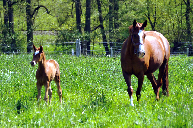 Gestt Hmelschenburg am 6. Mai 2016