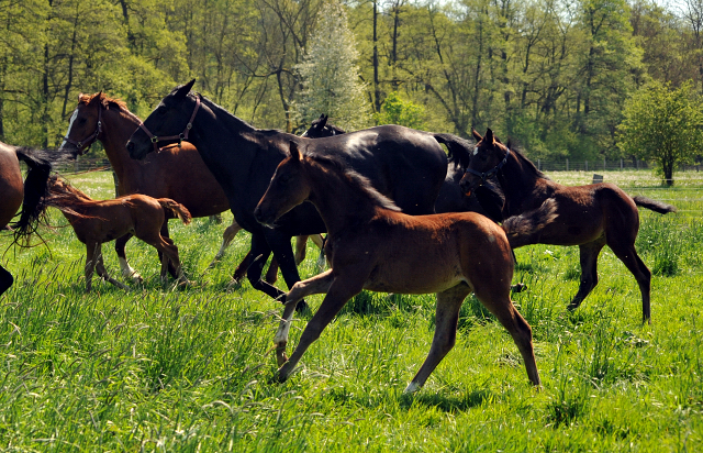Gestt Hmelschenburg am 6. Mai 2016