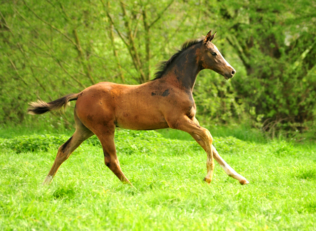 Hengstfohlen von High Motion u.d. Pr.u.StPrSt. vittoria v. Exclusiv - 15. Mrz 2017 - Trakehner Gestt Hmelschenburg - Foto: Beate Langels