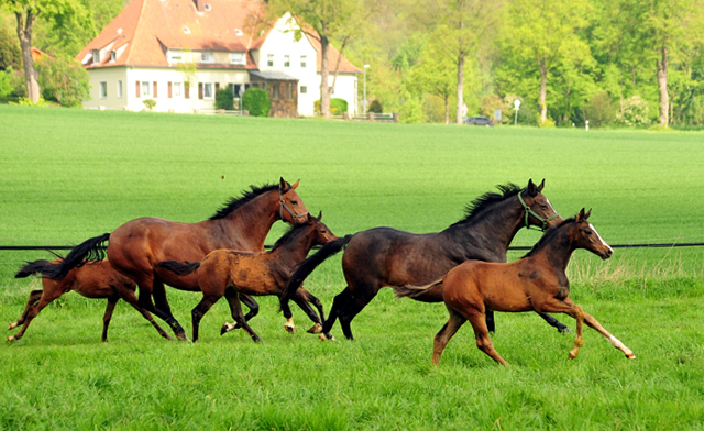 Hengstfohlen von High Motion u.d. Pr.u.StPrSt. vittoria v. Exclusiv - 15. Mrz 2017 - Trakehner Gestt Hmelschenburg - Foto: Beate Langels
