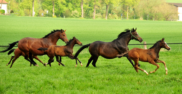 Hengstfohlen von High Motion u.d. Pr.u.StPrSt. vittoria v. Exclusiv - 15. Mrz 2017 - Trakehner Gestt Hmelschenburg - Foto: Beate Langels