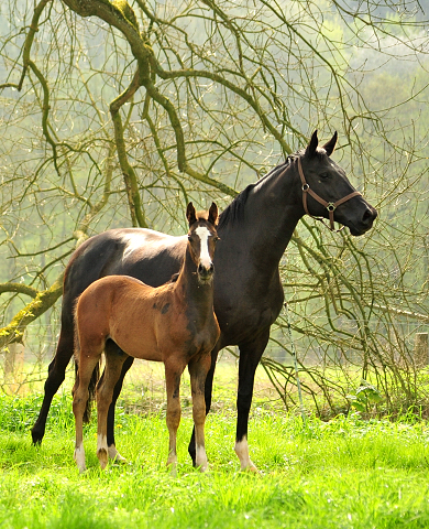 Hengstfohlen von High Motion u.d. Pr.u.StPrSt. vittoria v. Exclusiv - 15. Mrz 2017 - Trakehner Gestt Hmelschenburg - Foto: Beate Langels