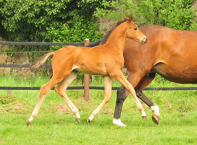 Trakehner Hengstfohlen von High Motion u.d. Pr.St. Karida v. Oliver Twist - Trakehner Gestt Hmelschenburg - Beate Langels