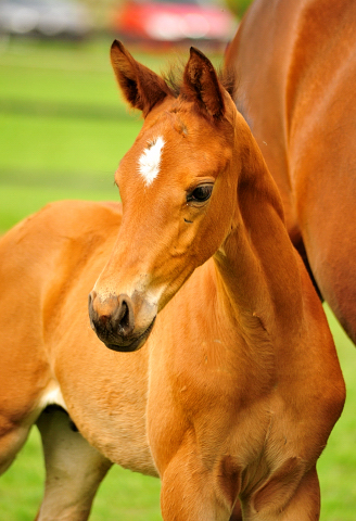 Trakehner Hengstfohlen von High Motion u.d. Pr.St. Karida v. Oliver Twist - Trakehner Gestt Hmelschenburg - Beate Langels