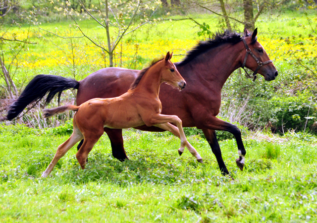 Trakehner Hengstfohlen von High Motion u.d. Pr.St. Karida v. Oliver Twist - Trakehner Gestt Hmelschenburg - Beate Langels