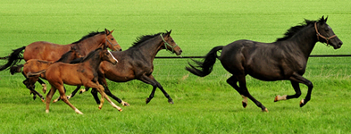 Die Hmelschenburger Stuten und Fohlen im Mai 2017 - Trakehner Gestt Hmelschenburg - Foto: Beate Langels