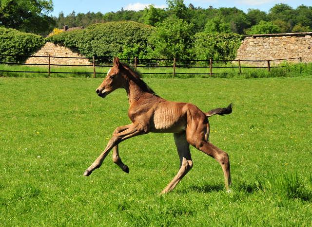 Wenige Stunden alt: Stutfohlen von Zauberdeyk u.d. Valentine v. High Motion - 
Trakehner Gestt Hmelschenburg - Foto: Beate Langels