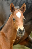 Trakehner Hengstfohlen von Exclusiv u.d. Pr.St. Ava v. Freudenfest, Zchterin Jutta Arens, Foto Beate Langels