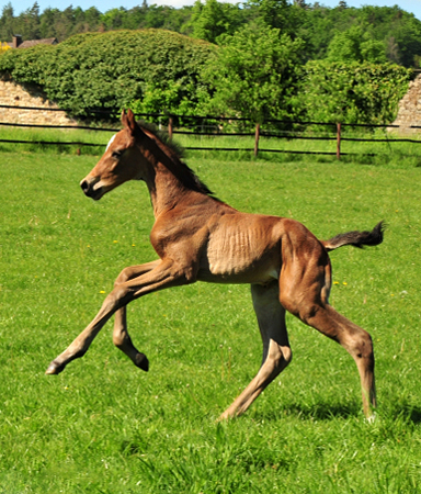 Trakehner Stutfohlen von Zauberdeyk u.d. Valentine v. High Motion - Trakehner Gestt Hmelschenburg - Foto: Beate Langels - Trakehner Gestt Hmelschenburg