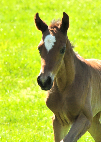 Wenige Stunden alt: Stutfohlen von Zauberdeyk u.d. Valentine v. High Motion - 
Trakehner Gestt Hmelschenburg - Foto: Beate Langels