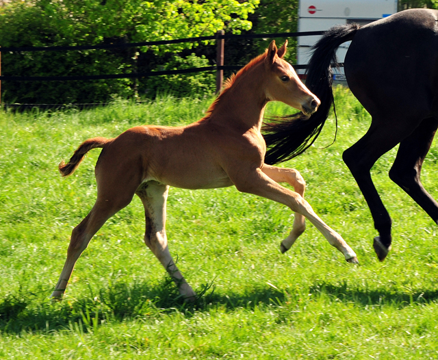 Trakehner Stutfohlen von High Motion u.d.  Pr.u.StPrSt. Vittoria v. Exclusiv- Trakehner Gestt Hmelschenburg - Foto: Beate Langels - 
Trakehner Gestt Hmelschenburg