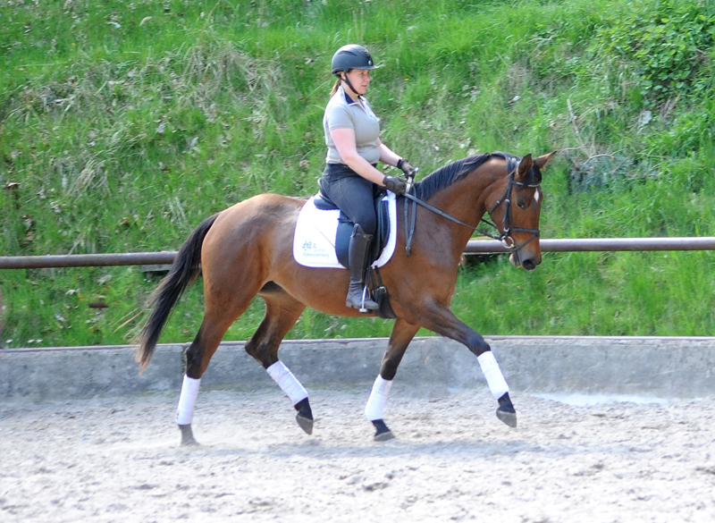Trakehner Mare Valea by out of Pr.u.StPrSt. Vittoria by Exclusiv- Trakehner Gestt Hmelschenburg - Foto: Beate Langels - 
Trakehner Gestt Hmelschenburg