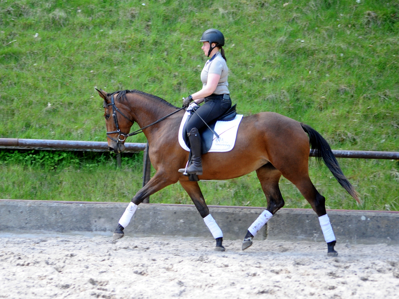 Trakehner Mare Valea by out of Pr.u.StPrSt. Vittoria by Exclusiv- Trakehner Gestt Hmelschenburg - Foto: Beate Langels - 
Trakehner Gestt Hmelschenburg