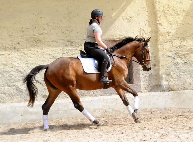 Trakehner Mare Valea by out of Pr.u.StPrSt. Vittoria by Exclusiv- Trakehner Gestt Hmelschenburg - Foto: Beate Langels - 
Trakehner Gestt Hmelschenburg