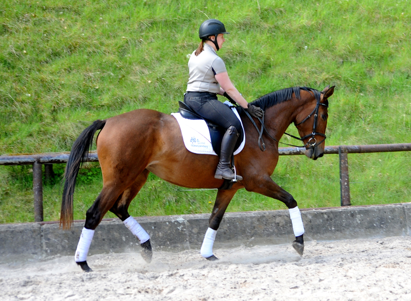 Trakehner Mare Valea by out of Pr.u.StPrSt. Vittoria by Exclusiv- Trakehner Gestt Hmelschenburg - Foto: Beate Langels - 
Trakehner Gestt Hmelschenburg