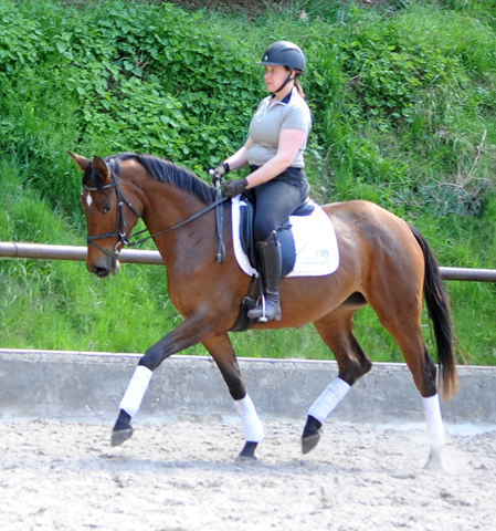 Valea - Trakehner mare by out of Pr.u.StPrSt. Vittoria by Exclusiv- Trakehner Gestt Hmelschenburg - Foto: Beate Langels - Trakehner Gestt Hmelschenburg
