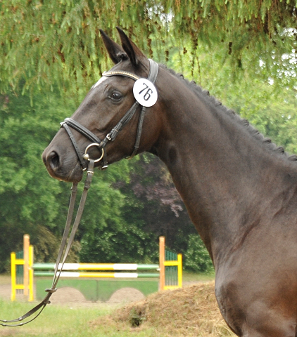 Ginger Rogers von Symont u.d. Greta Garbo v. Alter Fritz, Foto: Beate Langels, Trakehner Gestt Hmelschenburg