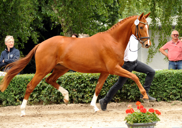 Varinia von Symont u.d. Pr.u.StPrSt. Vittoria v. Exclusiv - Foto: Beate Langels, Trakehner Gestt Hmelschenburg