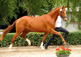 Varinia von Symont u.d. Pr.u.StPrSt. Vittoria v. Exclusi - Foto: Beate Langels, Trakehner Gestt Hmelschenburg