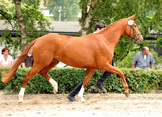 Varinia von Symont u.d. Pr.u.StPrSt. Vittoria v. Exclusiv - Foto: Beate Langels, Trakehner Gestt Hmelschenburg