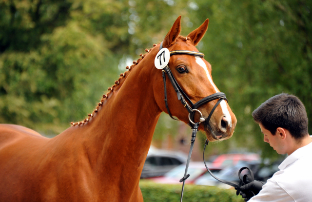 Varinia von Symont u.d. Pr.u.StPrSt. Vittoria v. Exclusiv - Foto: Beate Langels, Trakehner Gestt Hmelschenburg