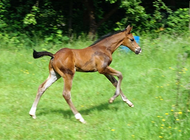 Trakehner Hengstfohlen von Saint Cyr u.d. Wonderful Sunshine xx, Foto: Claudia Lenhart