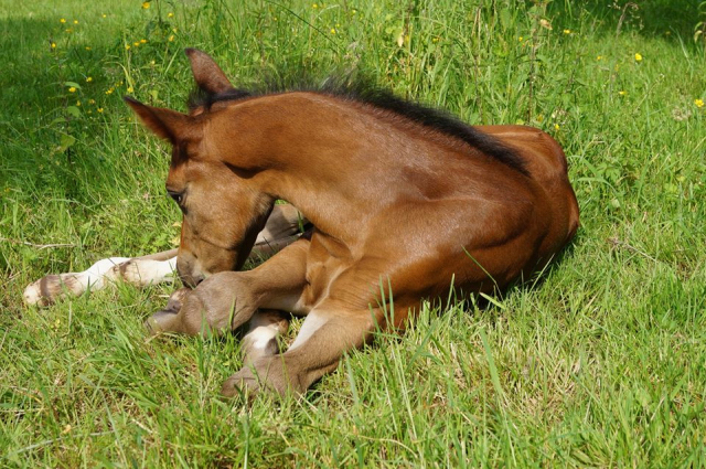 Trakehner Hengstfohlen von Saint Cyr u.d. Wonderful Sunshine xx, Foto: Claudia Lenhart