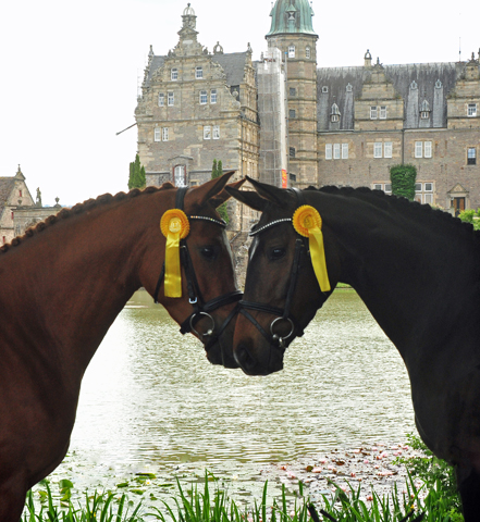 Klassic Motion u. Val d'Isere v. High Motion - Foto: Beate Langels - Trakehner Gestt Hmelschenburg
