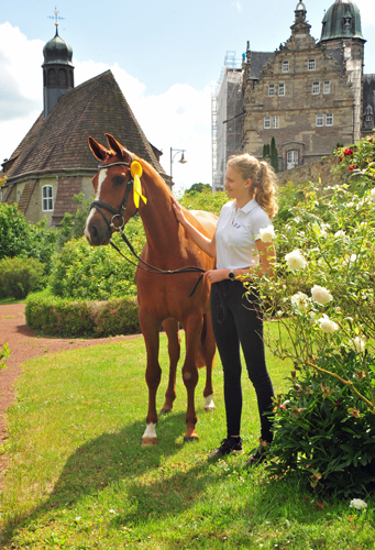 Klassic Motion  v. High Motion - Foto: Beate Langels - Trakehner Gestt Hmelschenburg