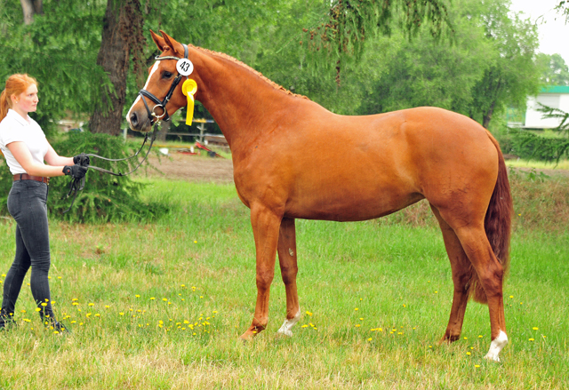 Klassic Motion v. High Motion - Foto: Beate Langels - Trakehner Gestt Hmelschenburg
