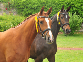 Impressionen vom Juni 2020 - Trakehner Gestt Hmelschenburg 2020 - Foto: Beate Langels