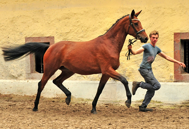 Schwalbe's Beauty v. High Motion - 6. Juni 2021 - Foto: Beate Langels - 
Trakehner Gestt Hmelschenburg