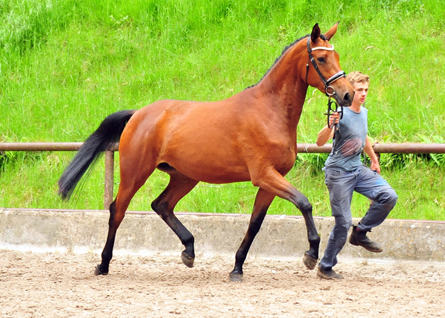 Schwalbe's Beauty v. High Motion - 6. Juni 2021 - Foto: Beate Langels - 
Trakehner Gestt Hmelschenburg