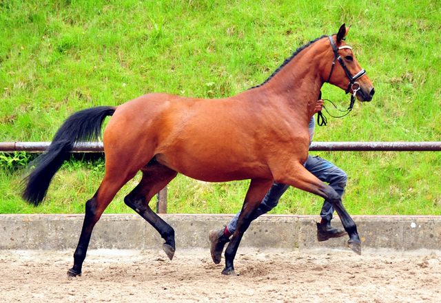 Schwalbe's Beauty v. High Motion - 6. Juni 2021 - Foto: Beate Langels - 
Trakehner Gestt Hmelschenburg