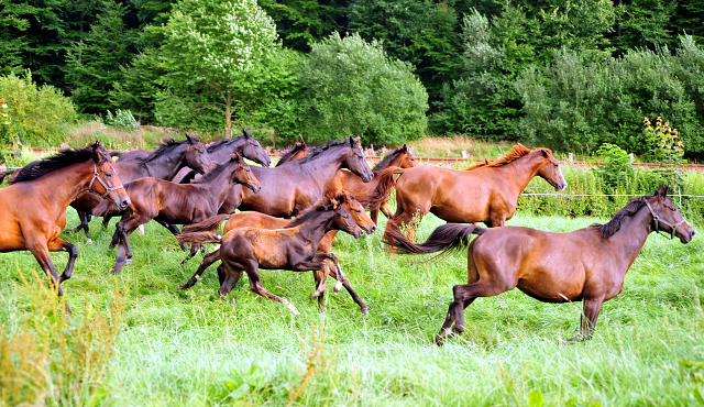  Foto: Beate Langels -  
Trakehner Gestt Hmelschenburg