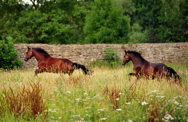  Foto: Beate Langels -  
Trakehner Gestt Hmelschenburg