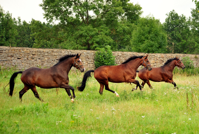 Foto: Beate Langels -  
Trakehner Gestt Hmelschenburg
