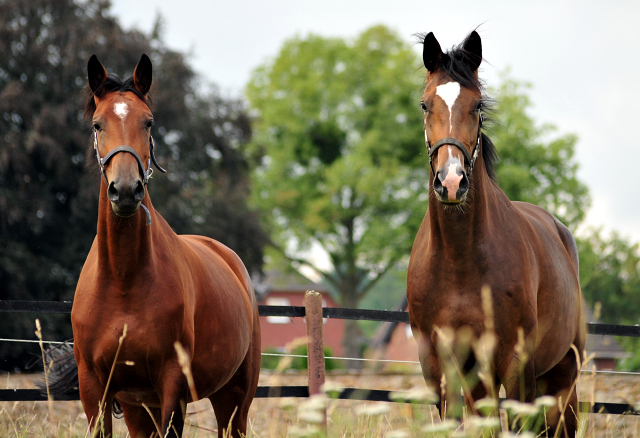  Foto: Beate Langels -  
Trakehner Gestt Hmelschenburg