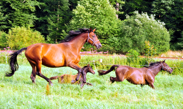 Foto: Beate Langels -  
Trakehner Gestt Hmelschenburg