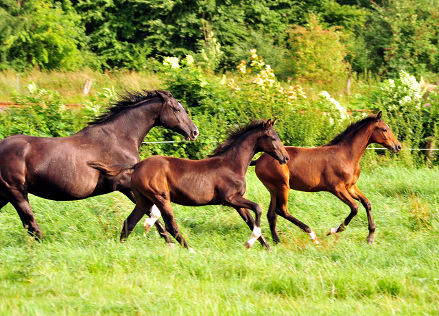  Foto: Beate Langels -  
Trakehner Gestt Hmelschenburg