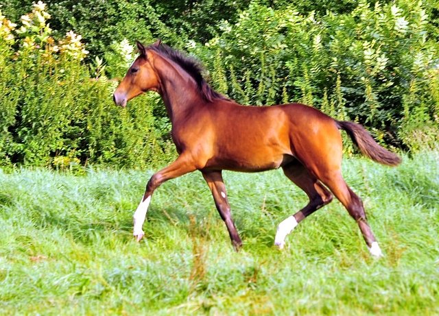  Foto: Beate Langels -  
Trakehner Gestt Hmelschenburg